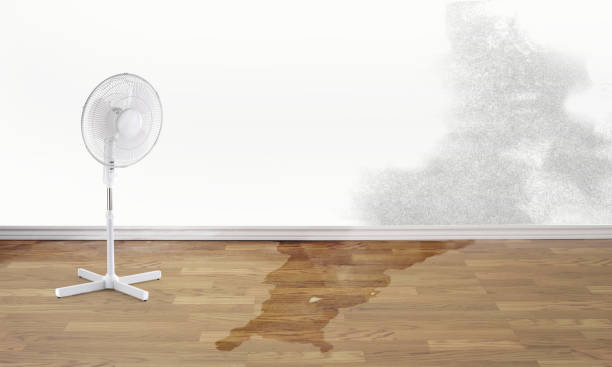 Best Carpet water damage restoration  in Emsworth, PA
