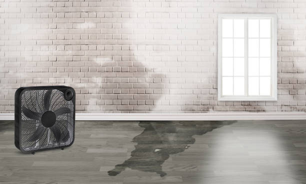 Best Mold removal after water damage  in Emsworth, PA